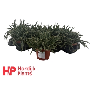 RHIPSALIS BACCIFERA