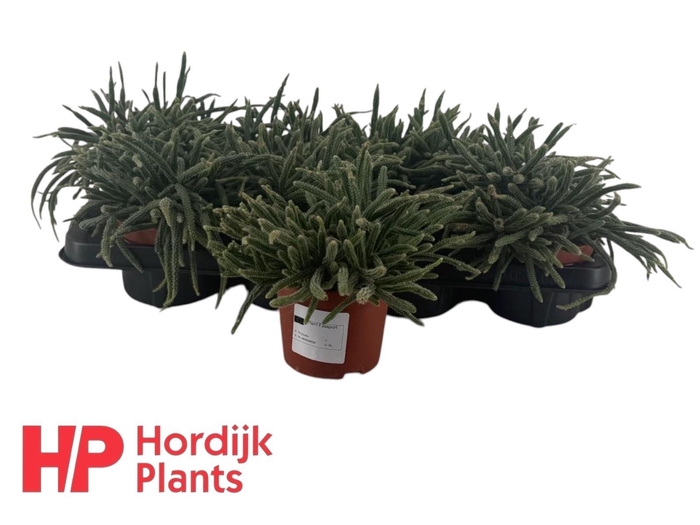 <h4>RHIPSALIS BACCIFERA</h4>