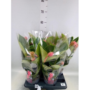 Medinilla magn. 'Lambada'