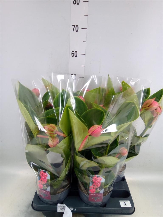 <h4>Medinilla magn. 'Lambada'</h4>