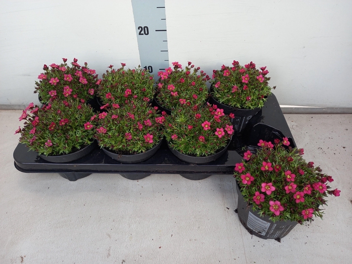 arr8 Saxif Ar Marto Rose