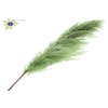 Pampas Grass ± 175cm p/pc in poly Light Green