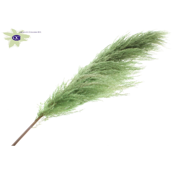 <h4>Pampas Grass ± 175cm p/pc in poly Light Green</h4>