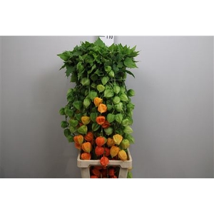 Physalis Lampion Tak