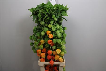 <h4>Physalis Lampion Tak</h4>