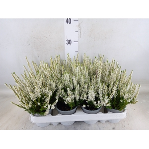 Calluna vulg. 'Beauty L Verenka'