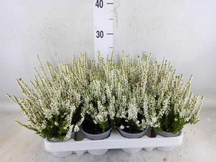 <h4>Calluna vulg. 'Beauty L Verenka'</h4>