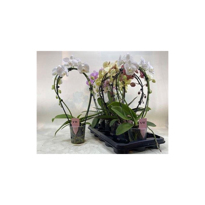 <h4>** Phal Gem Bow 2 Branches 16+ Winter Promo **</h4>