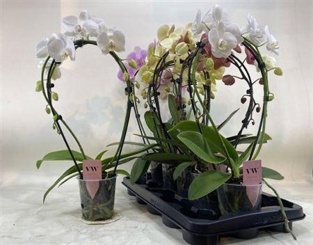 <h4>** Phal Gem Bow 2 Branches 16+ Winter Promo **</h4>