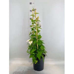 Thunbergia nana 'Snow White'