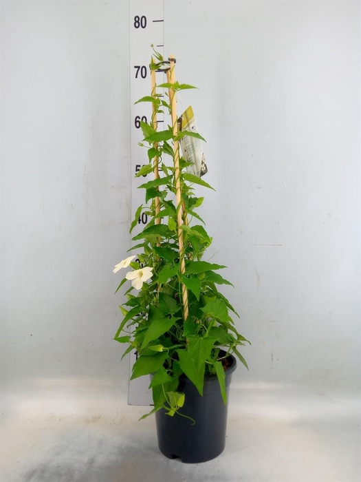 <h4>Thunbergia nana 'Snow White'</h4>