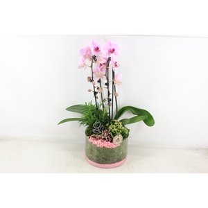 arr2 PL - Glas cilinder phal. roze