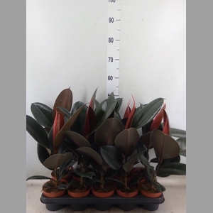 Ficus elastica 'Abidjan'