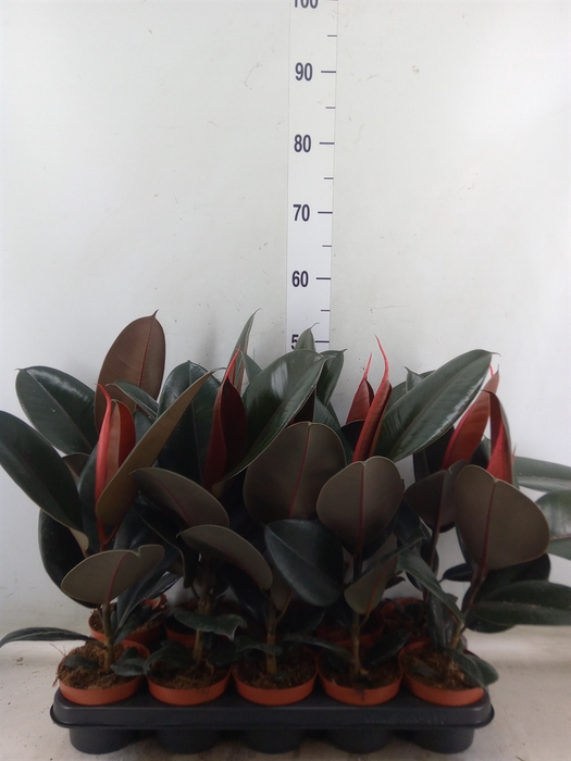<h4>Ficus elastica 'Abidjan'</h4>