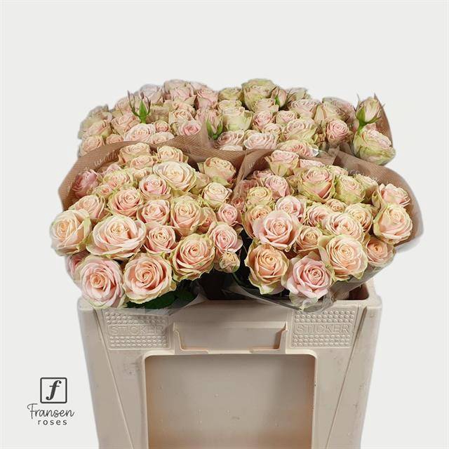 <h4>Rosa spray whitney</h4>
