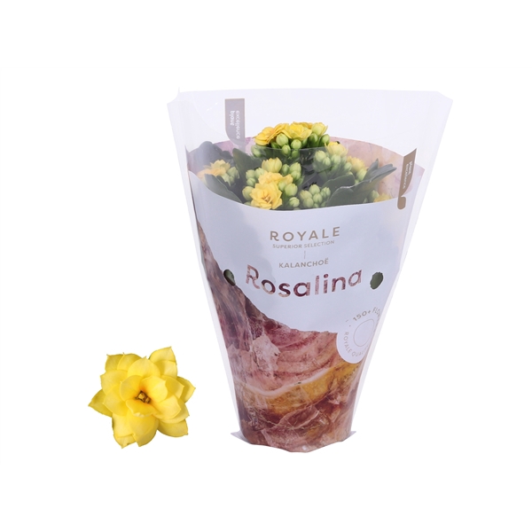 <h4>Kalanchoe Rosalina 07cm Royale Alano roze/wit</h4>