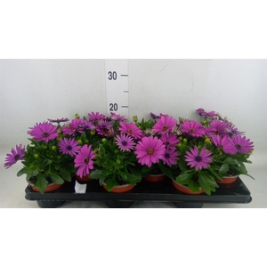 Osteospermum  'Sunny Mary'