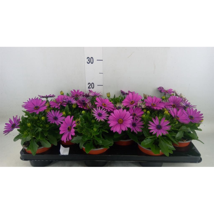 <h4>Osteospermum  'Sunny Mary'</h4>