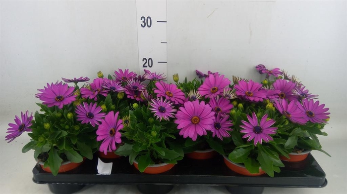 <h4>Osteospermum 'Sunny Mary'</h4>