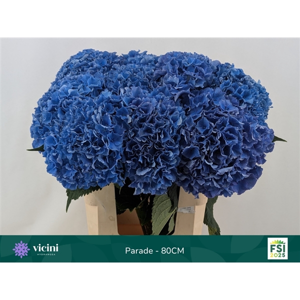 <h4>Hydr Parade 80 cm Vicini</h4>