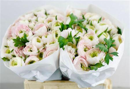 <h4>RANUNCULUS CLOONEY HANOI</h4>