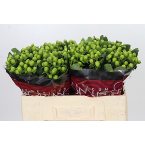 Hypericum Lucky Romance
