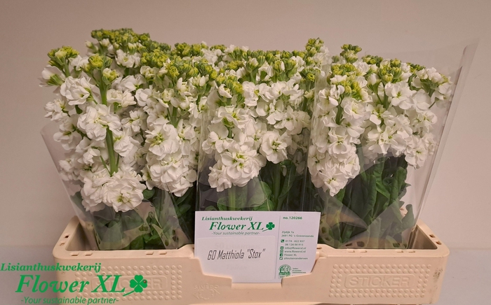 <h4>MATTH STOX WHITE</h4>