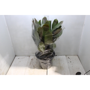 BROMELIA IMPERIAL P27 VERDE/VERMELHO