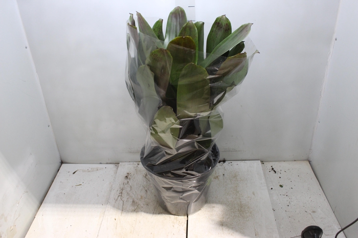 <h4>BROMELIA IMPERIAL P27 VERDE/VERMELHO</h4>