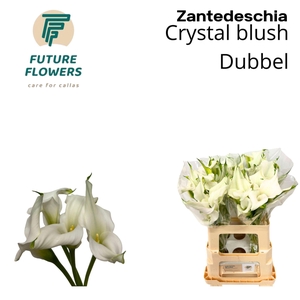 CALLA CRYSTAL BLUSH ZANT CRYSTAL BL