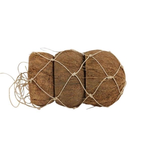 Coconut Peeled 3 Pcs D12