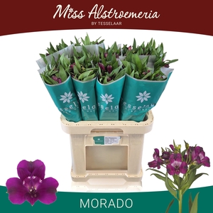 ALSTR MORADO
