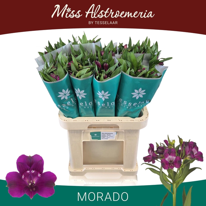 <h4>ALSTROEMERIA MORADO 35 GRAM</h4>