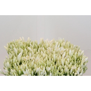 Agapanthus EYFORI White