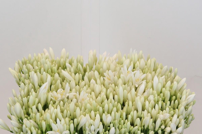 <h4>Agapanthus EYFORI White</h4>