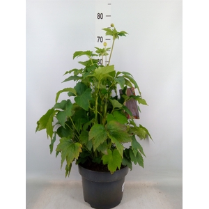 Anemone hybrida 'Honorine Jobert'