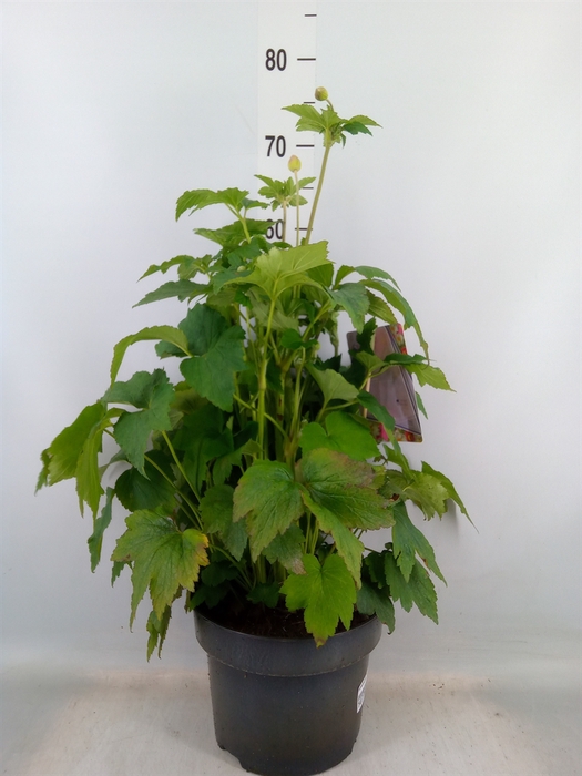 <h4>Anemone hybrida 'Honorine Jobert'</h4>