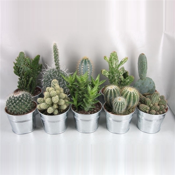 <h4>185 Cactus in pot zink 10.5 cm</h4>