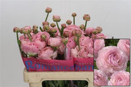 <h4>Ran Romance Seine</h4>