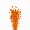 Dried Phalaris X5 Oranje Bunch
