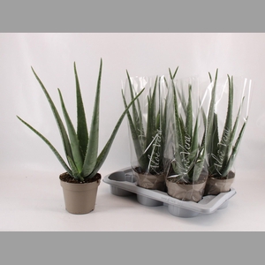 ALOE VERA