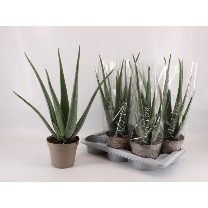 <h4>ALOE VERA</h4>