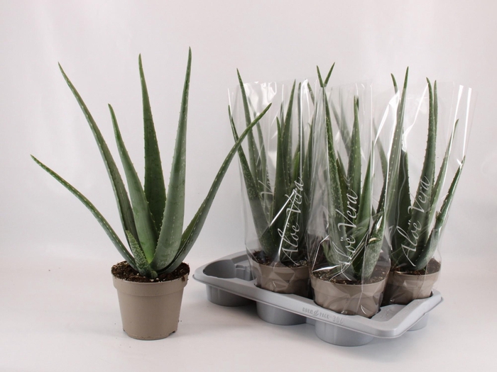 <h4>ALOE VERA</h4>
