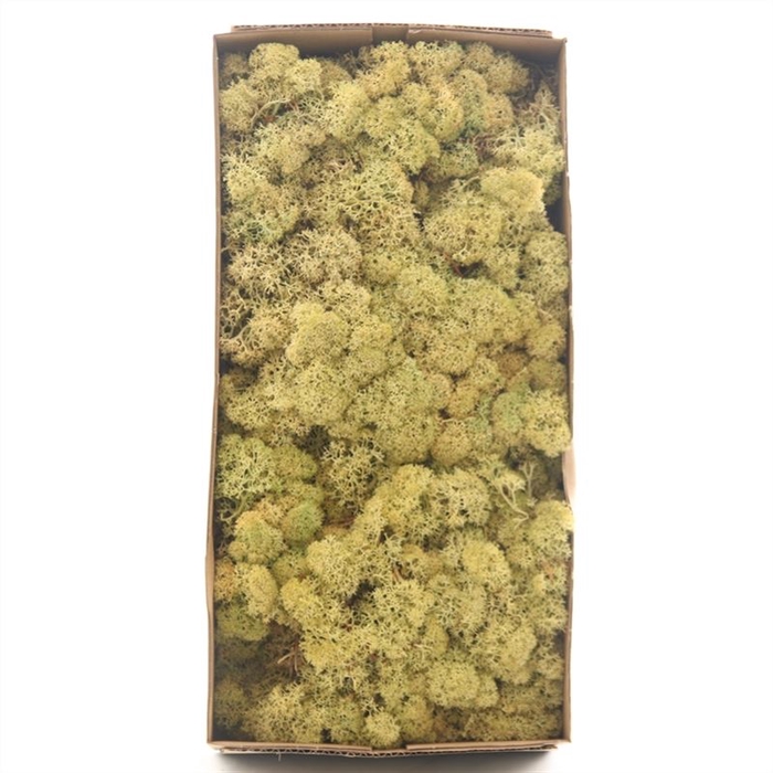 <h4>Ijslandmos (reindeer) Oud Groen</h4>