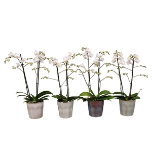 Phal. Multiflora 2-tak witte mix in keramiek BGC965