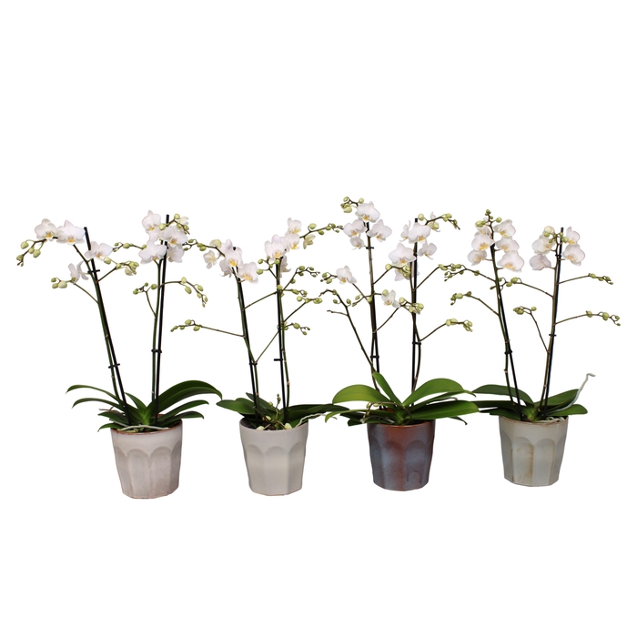 <h4>Phal. Multiflora 2-tak witte mix in keramiek BGC965</h4>