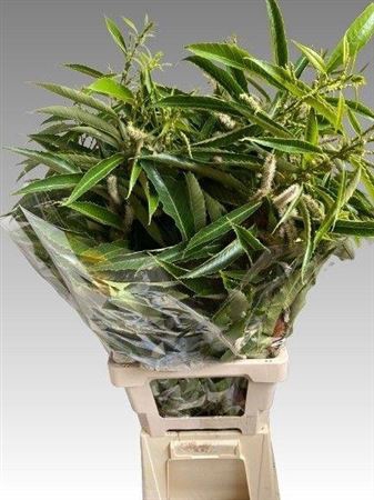<h4>Castanea Sativa</h4>