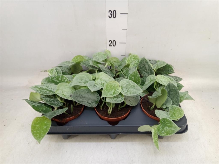 <h4>Scindapsus pictus 'Silvery Ann'</h4>