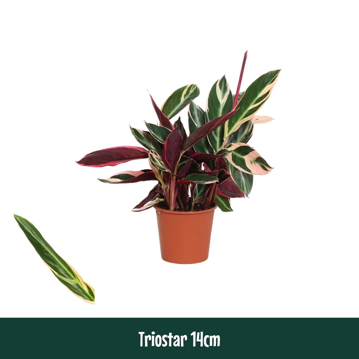 <h4>Calathea 14cm Triostar (Stromanthe) - Living</h4>