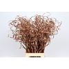 Palm Curly TT 100pc per bunch Copper